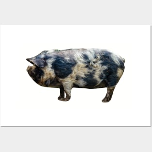 KuneKune pig Posters and Art